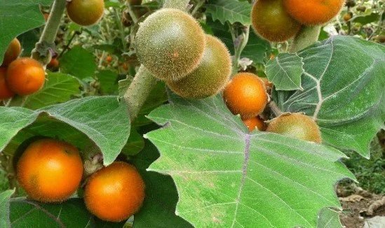 Lulo, fruta autóctona